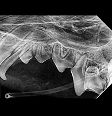 Diagnostica rapida e precisa con esami di Laboratorio, ecografie e tecnologie moderne a Binasco Ambulatorio Veterinario, Motta Visconti, Certosa di Pavia, Rozzano, Lacchiarella.