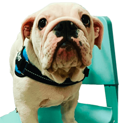 Visite specialistiche su appuntamento: dermatologia, cardiologia, oculistica e neurologia Ambulatorio Veterinario a Binasco, Lacchiarella, Certosa di Pavia, Rozzano, Motta Visconti.