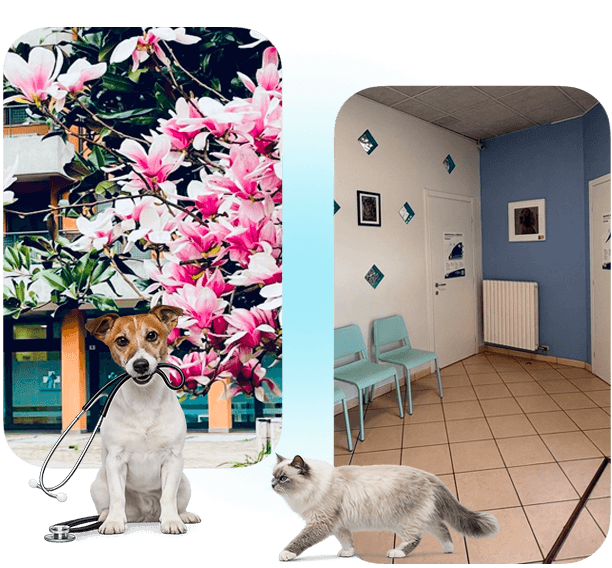 Ambulatorio Veterinario Binasco