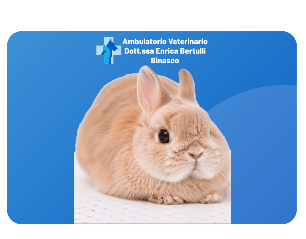 Animali Esotici. Ambulatorio Veterinario a Binasco - Dott.ssa Enrica Bertulli Operiamo anche a: Rozzano, Motta Visconti, Lacchiarella e Certosa di Pavia.