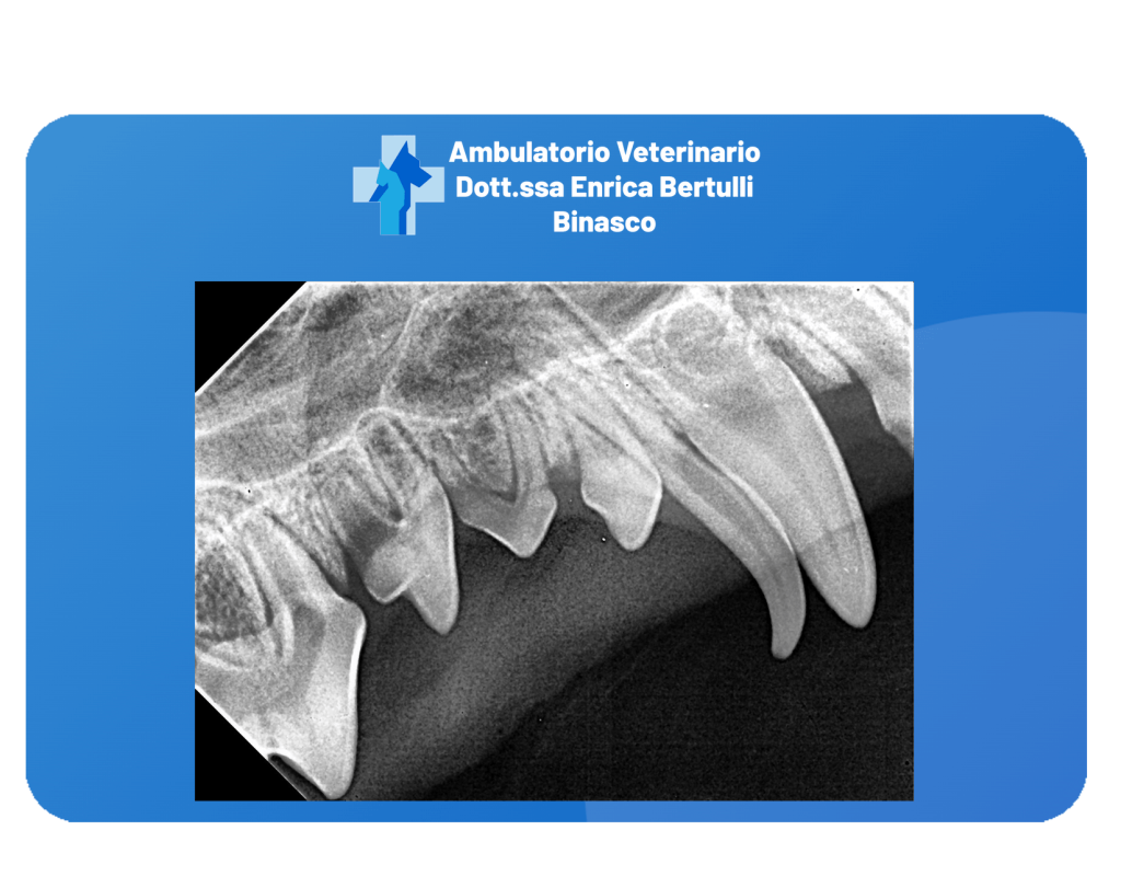 Odontostomatologia e Igene Dentale. Ambulatorio Veterinario a Binasco - Dott.ssa Enrica Bertulli Operiamo anche a: Rozzano, Motta Visconti, Lacchiarella e Certosa di Pavia.