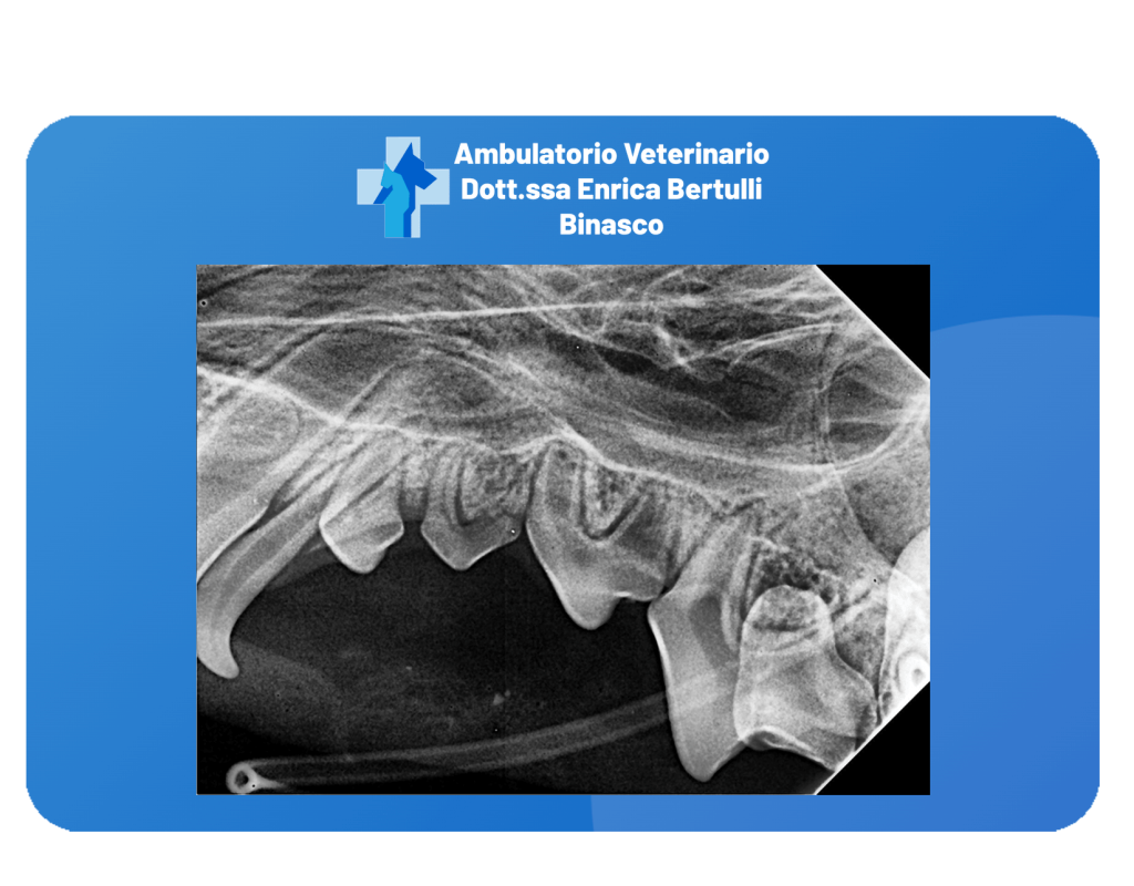 Diagnostica e Laboratorio. Ambulatorio Veterinario a Binasco - Dott.ssa Enrica Bertulli Operiamo anche a: Rozzano, Motta Visconti, Lacchiarella e Certosa di Pavia.