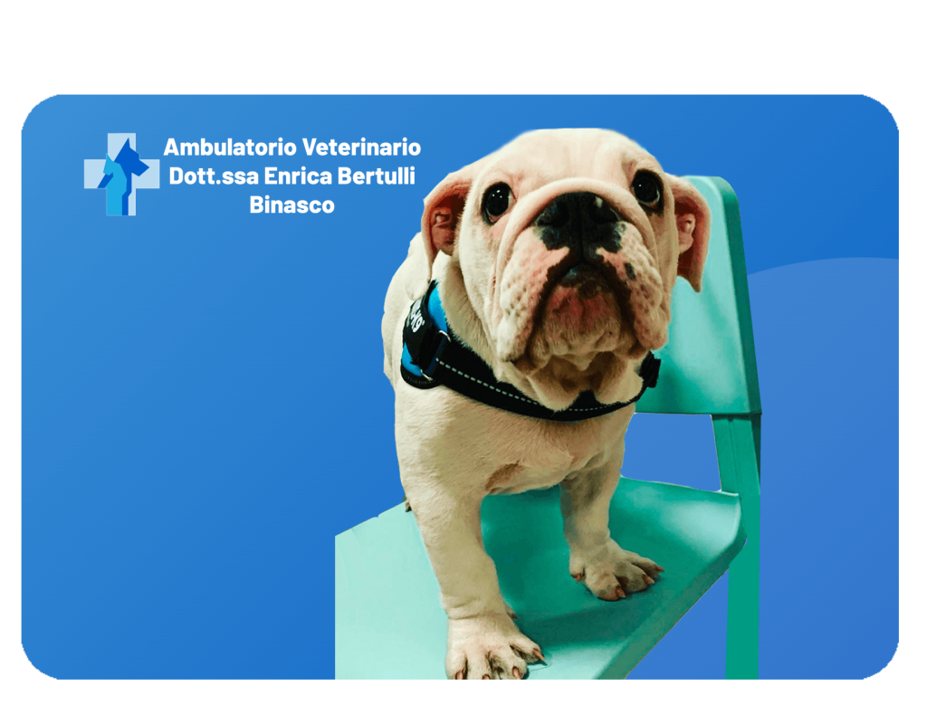 Visite Specialistiche. Ambulatorio Veterinario a Binasco - Dott.ssa Enrica Bertulli Operiamo anche a: Rozzano, Motta Visconti, Lacchiarella e Certosa di Pavia.